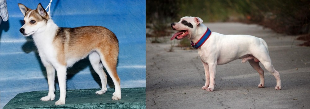 Staffordshire Bull Terrier vs Norwegian Lundehund - Breed Comparison