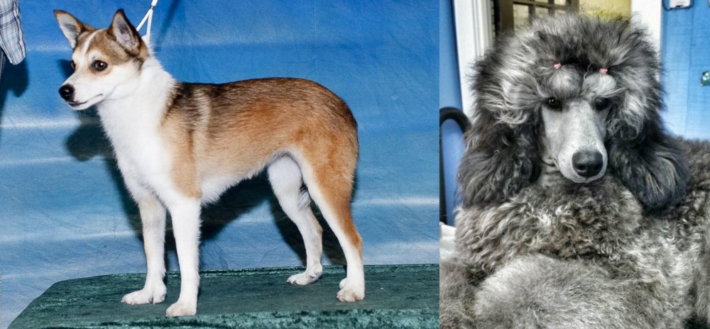 Standard Poodle vs Norwegian Lundehund - Breed Comparison