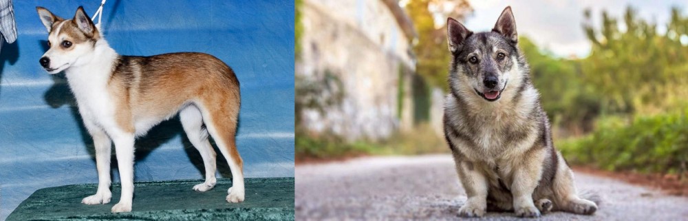 Swedish Vallhund vs Norwegian Lundehund - Breed Comparison