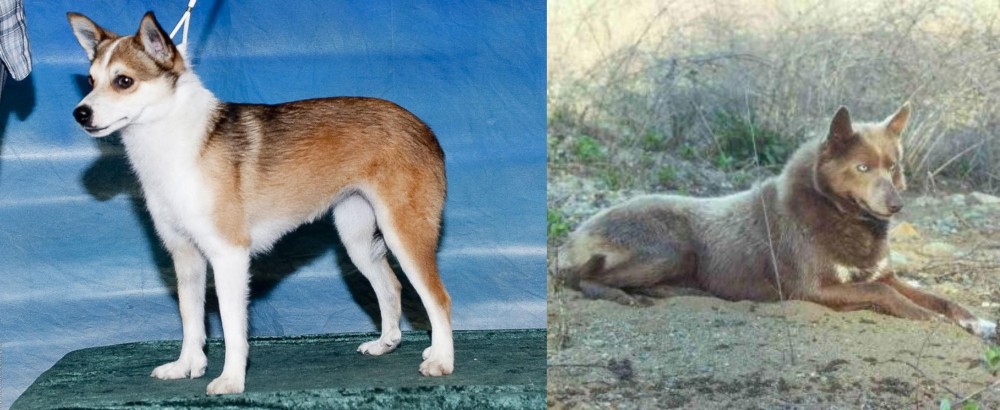 Tahltan Bear Dog vs Norwegian Lundehund - Breed Comparison