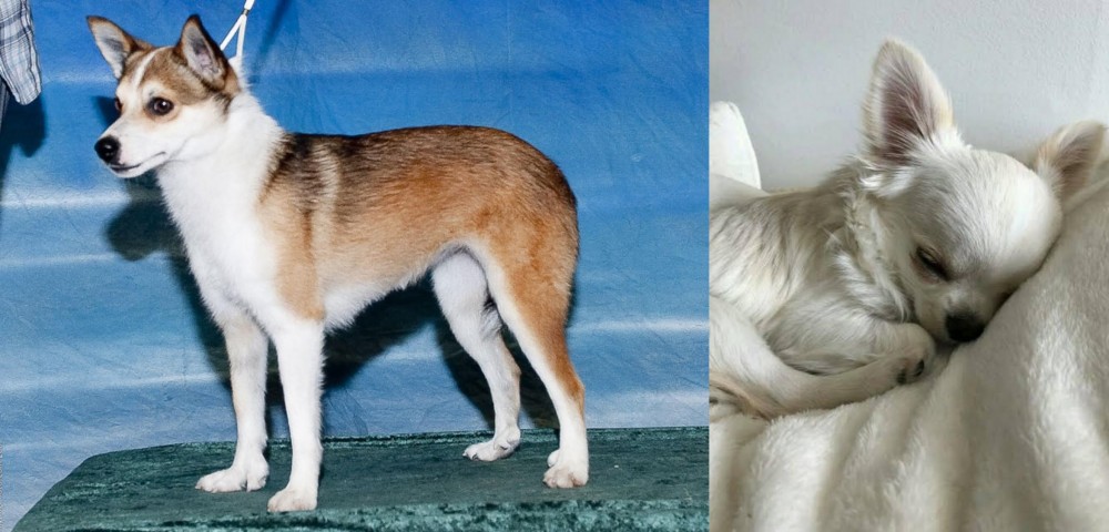 Tea Cup Chihuahua vs Norwegian Lundehund - Breed Comparison