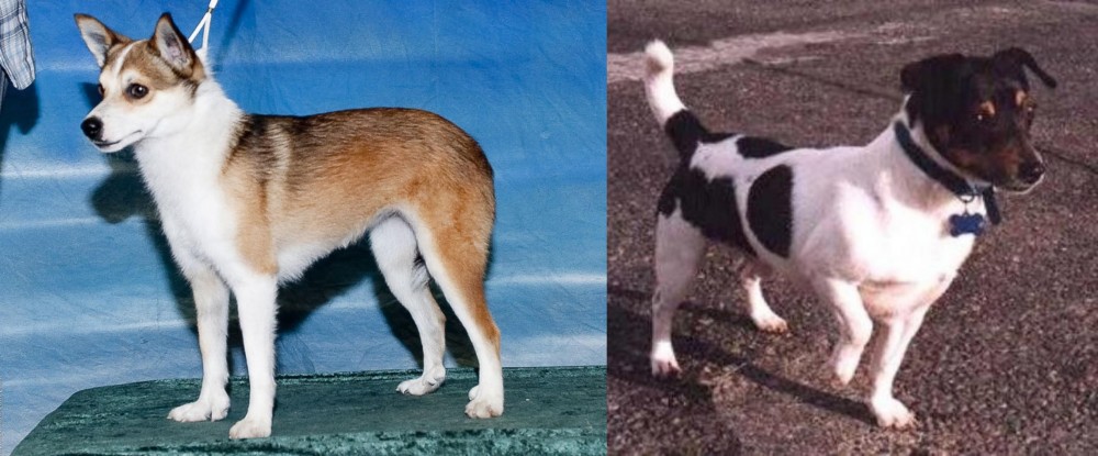 Teddy Roosevelt Terrier vs Norwegian Lundehund - Breed Comparison