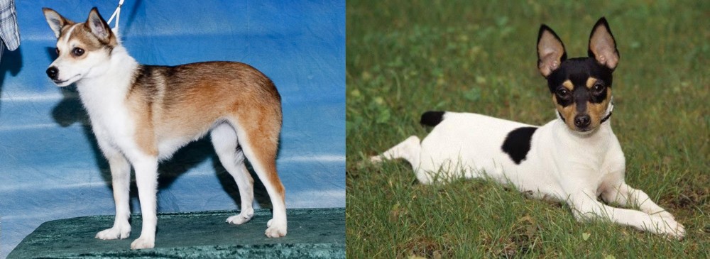 Toy Fox Terrier vs Norwegian Lundehund - Breed Comparison