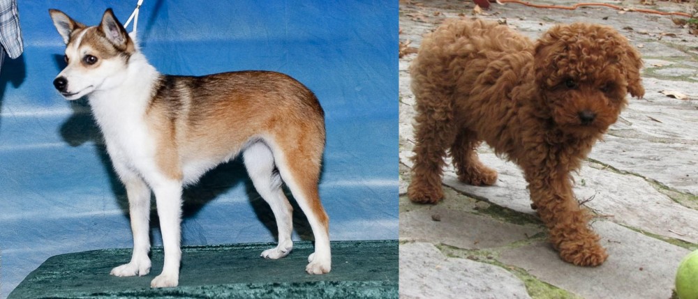 Toy Poodle vs Norwegian Lundehund - Breed Comparison