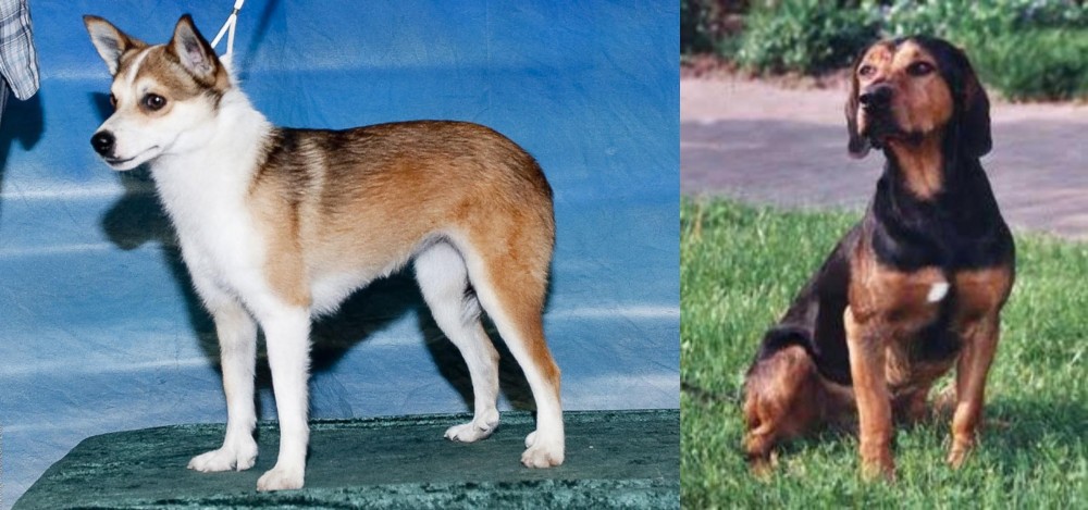 Tyrolean Hound vs Norwegian Lundehund - Breed Comparison