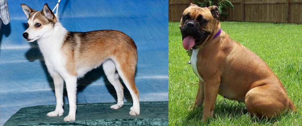 Valley Bulldog vs Norwegian Lundehund - Breed Comparison