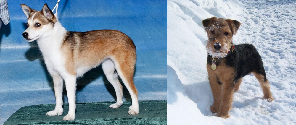 Welsh Terrier vs Norwegian Lundehund - Breed Comparison