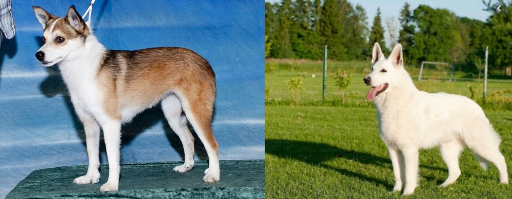 White Shepherd vs Norwegian Lundehund - Breed Comparison