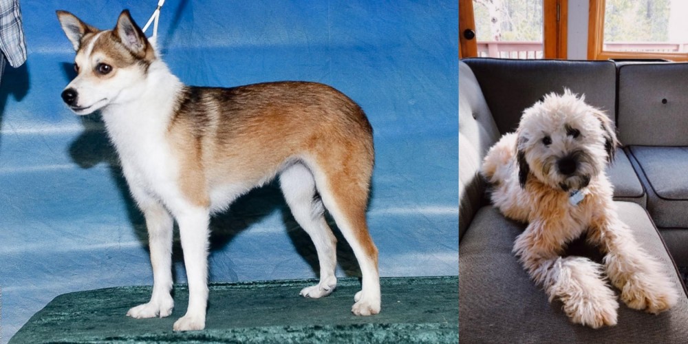 Whoodles vs Norwegian Lundehund - Breed Comparison