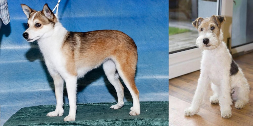 Wire Fox Terrier vs Norwegian Lundehund - Breed Comparison