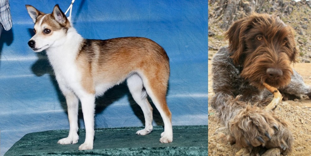 Wirehaired Pointing Griffon vs Norwegian Lundehund - Breed Comparison