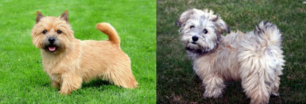 Havapoo vs Norwich Terrier - Breed Comparison