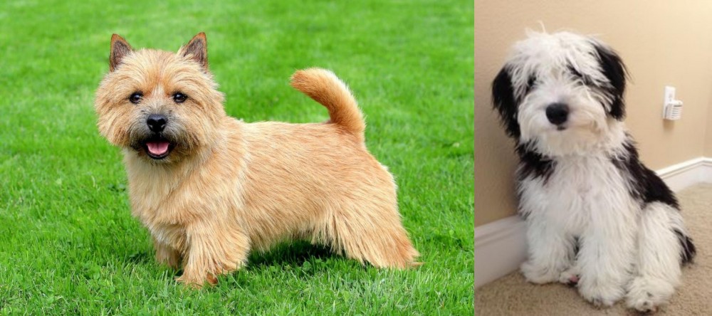 Mini Sheepadoodles vs Norwich Terrier - Breed Comparison