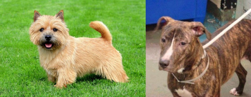 Mountain View Cur vs Norwich Terrier - Breed Comparison