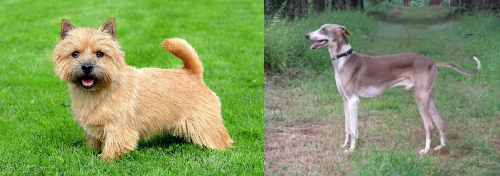 Mudhol Hound vs Norwich Terrier - Breed Comparison