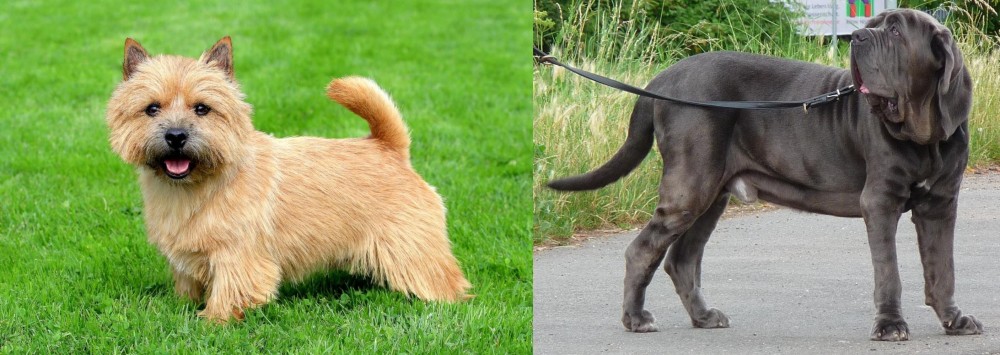 Neapolitan Mastiff vs Norwich Terrier - Breed Comparison