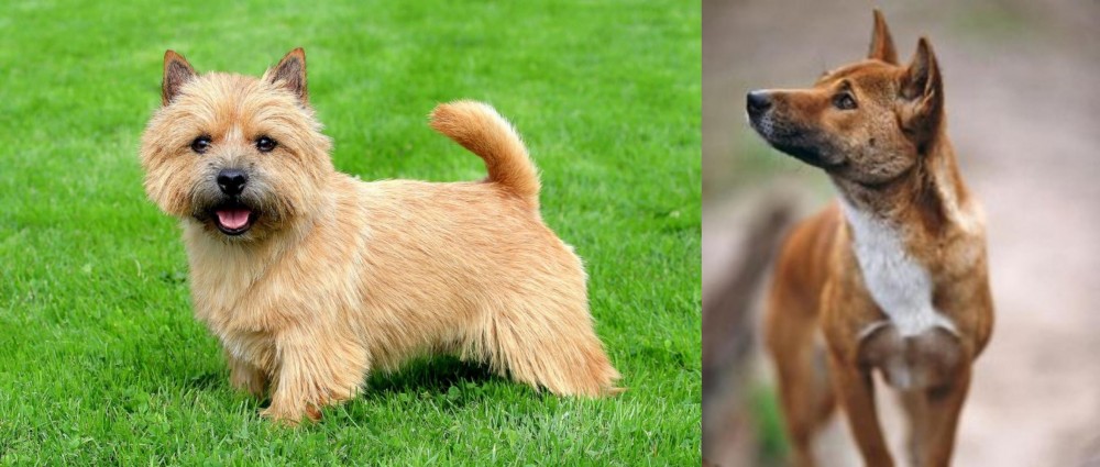 New Guinea Singing Dog vs Norwich Terrier - Breed Comparison