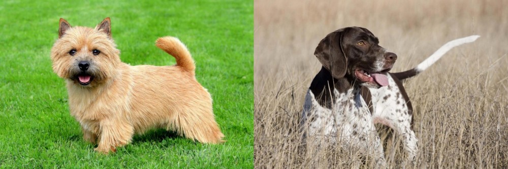Old Danish Pointer vs Norwich Terrier - Breed Comparison