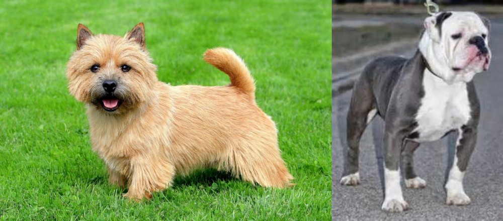 Old English Bulldog vs Norwich Terrier - Breed Comparison