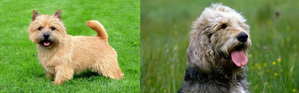 Otterhound vs Norwich Terrier - Breed Comparison