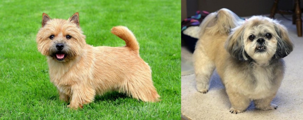 PekePoo vs Norwich Terrier - Breed Comparison