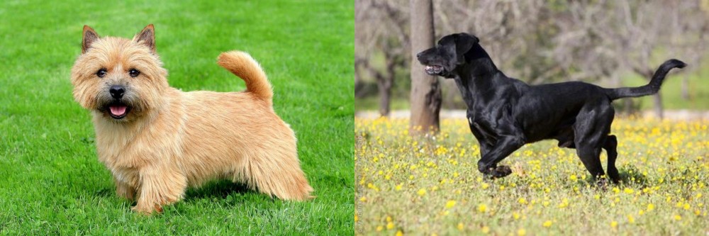 Perro de Pastor Mallorquin vs Norwich Terrier - Breed Comparison
