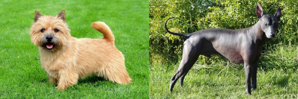 Peruvian Hairless vs Norwich Terrier - Breed Comparison