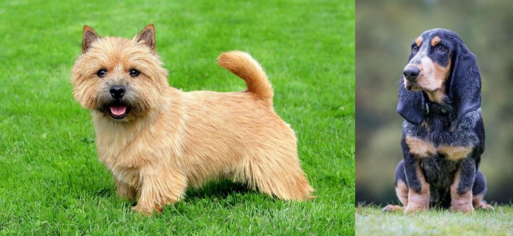 Petit Bleu de Gascogne vs Norwich Terrier - Breed Comparison