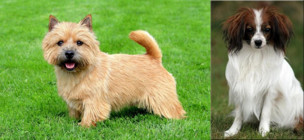 Phalene vs Norwich Terrier - Breed Comparison