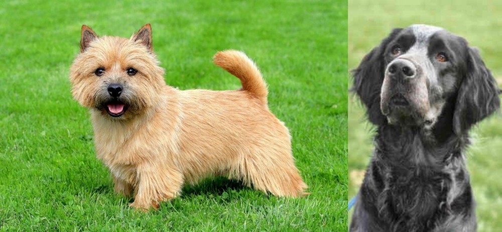 Picardy Spaniel vs Norwich Terrier - Breed Comparison