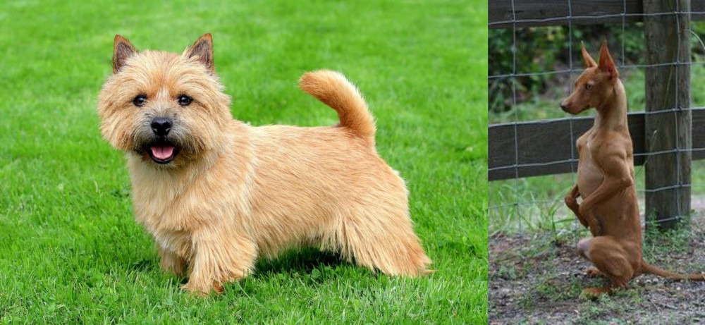 Podenco Andaluz vs Norwich Terrier - Breed Comparison