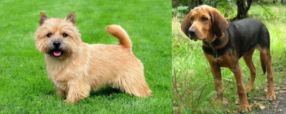 Polish Hound vs Norwich Terrier - Breed Comparison