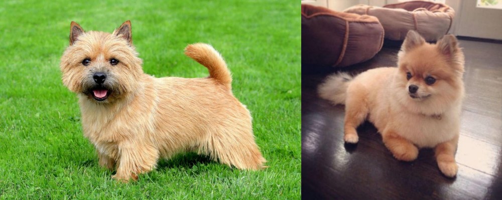 Pomeranian vs Norwich Terrier - Breed Comparison