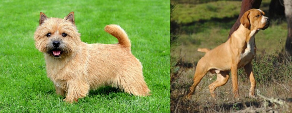 Portuguese Pointer vs Norwich Terrier - Breed Comparison
