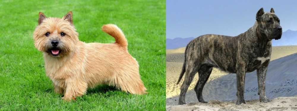Presa Canario vs Norwich Terrier - Breed Comparison