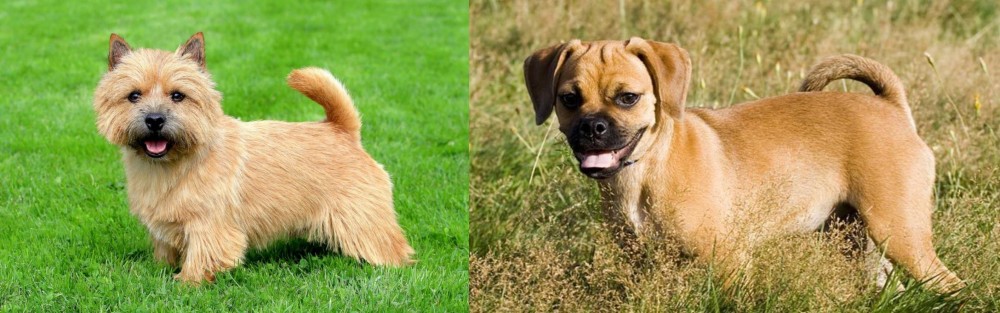 Puggle vs Norwich Terrier - Breed Comparison