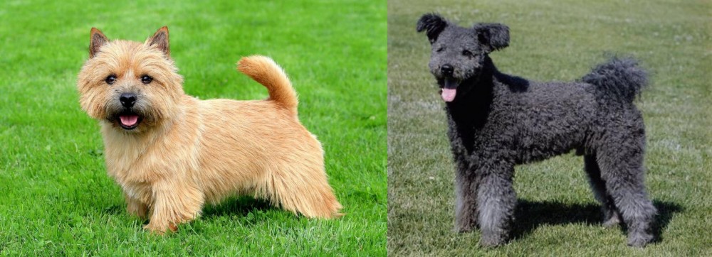 Pumi vs Norwich Terrier - Breed Comparison