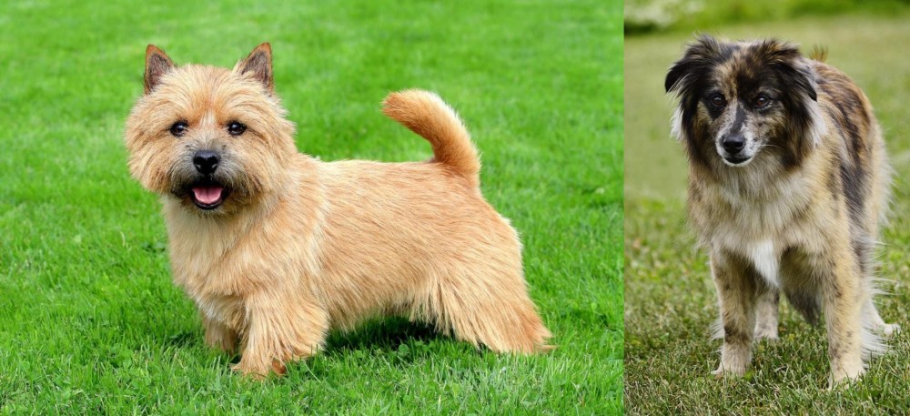 Pyrenean Shepherd vs Norwich Terrier - Breed Comparison