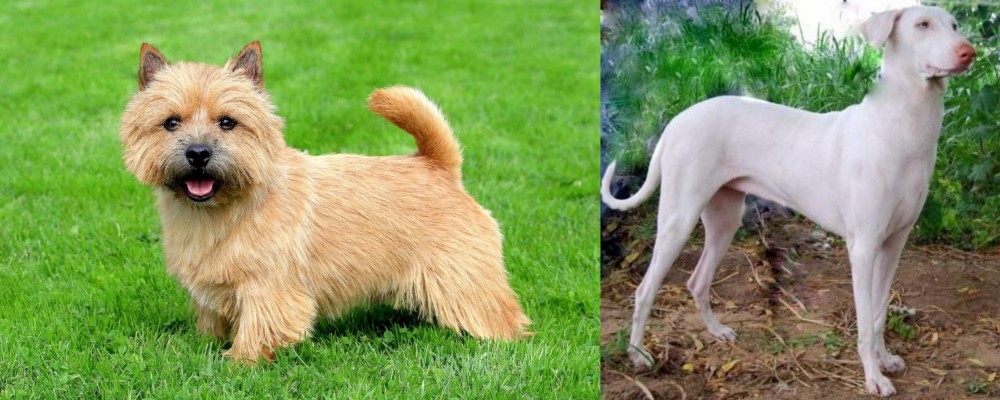 Rajapalayam vs Norwich Terrier - Breed Comparison