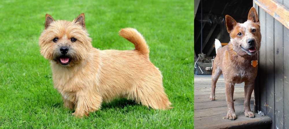 Red Heeler vs Norwich Terrier - Breed Comparison