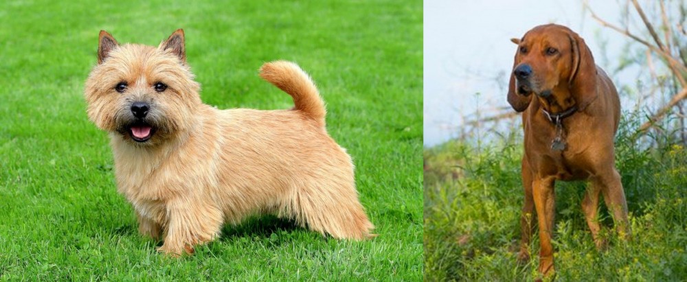 Redbone Coonhound vs Norwich Terrier - Breed Comparison