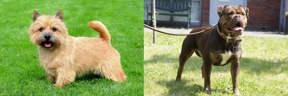 Renascence Bulldogge vs Norwich Terrier - Breed Comparison