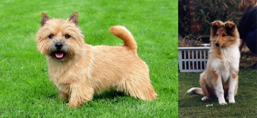 Rough Collie vs Norwich Terrier - Breed Comparison