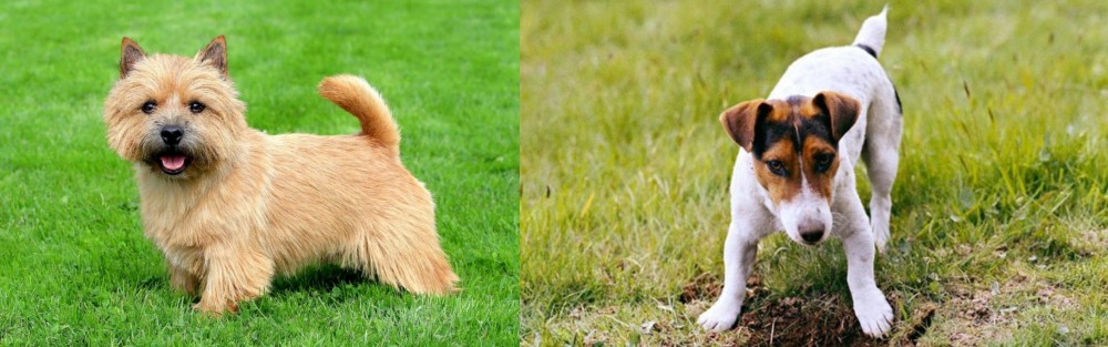 Russell Terrier vs Norwich Terrier - Breed Comparison