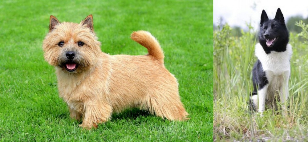Russo-European Laika vs Norwich Terrier - Breed Comparison