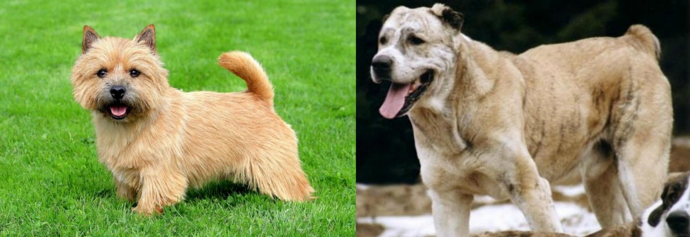 Sage Koochee vs Norwich Terrier - Breed Comparison