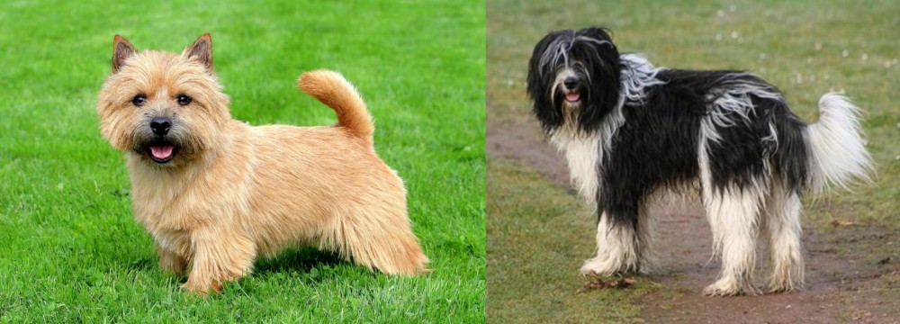 Schapendoes vs Norwich Terrier - Breed Comparison