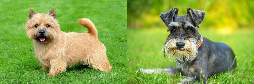 Schnauzer vs Norwich Terrier - Breed Comparison