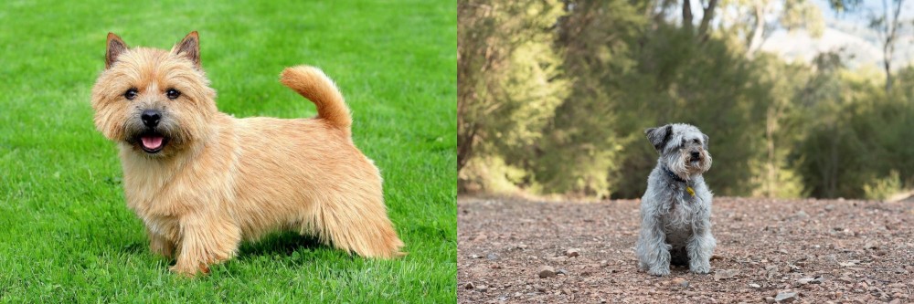 Schnoodle vs Norwich Terrier - Breed Comparison