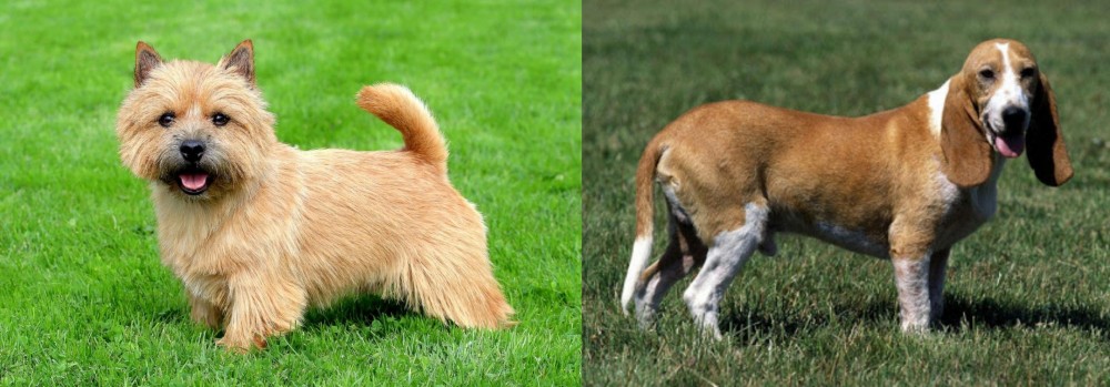 Schweizer Niederlaufhund vs Norwich Terrier - Breed Comparison